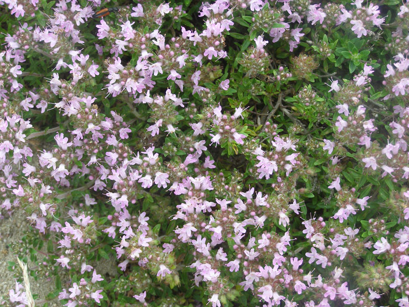 P6300097