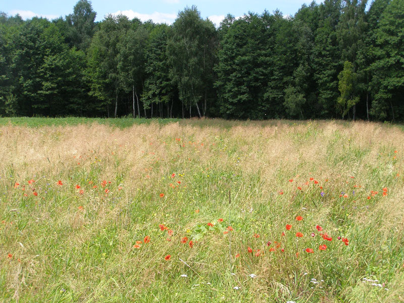 P7090390