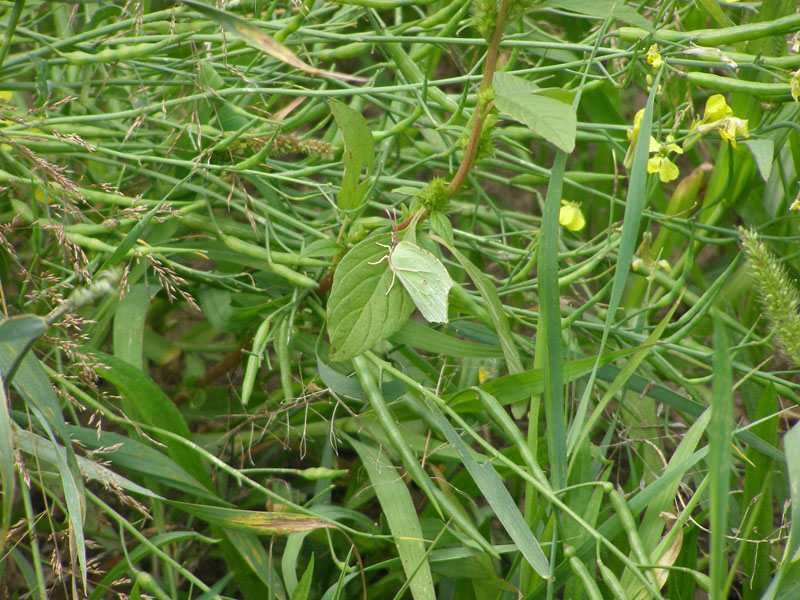 P7090392