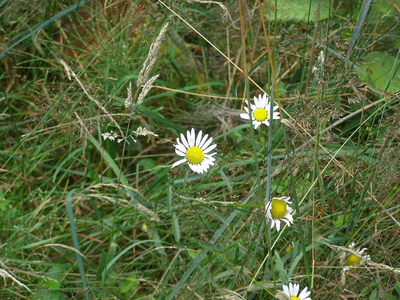 P7090395