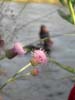 04_july_103