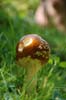 04_july_074