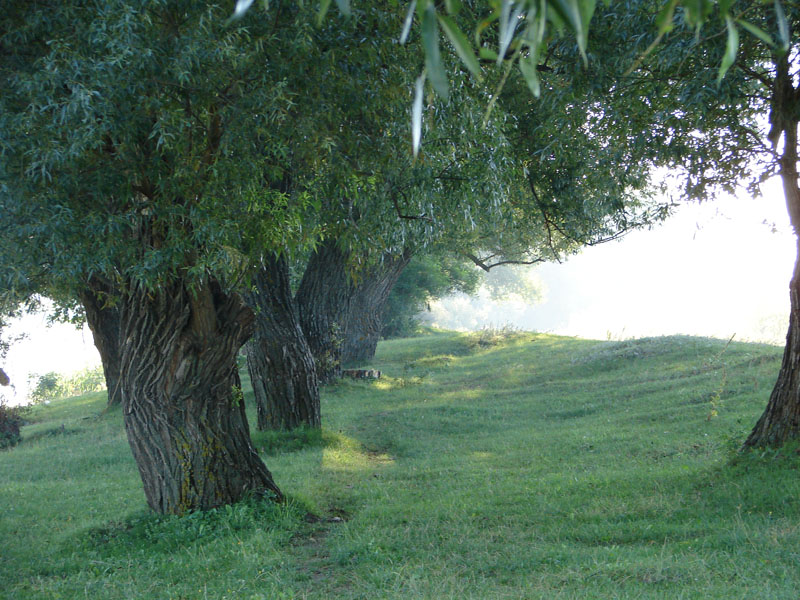 DSC00664